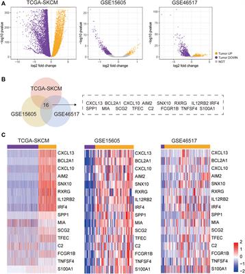 Immune-related gene signature associates with immune landscape and predicts prognosis accurately in patients with skin cutaneous melanoma